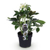 Lenzrose ‚Double Ellen White' – Helleborus orientalis – Ansicht 2
