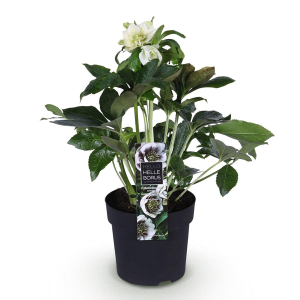 Lenzrose ‚Double Ellen White' – Helleborus orientalis – Ansicht 2
