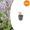 Echter Thymian – Thymus vulgaris