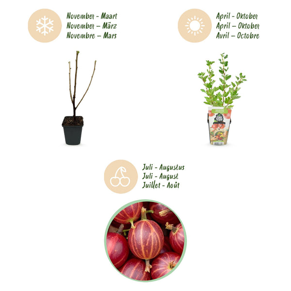 Stachelbeere ‚Hinnonmäki Rot' – Ribes uva-crispa – Ansicht 9