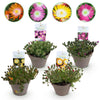 Mittagsblume ‚Jewel of Desert' – Delosperma – 4 Stück