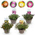Mittagsblume ‚Jewel of Desert' – Delosperma – 4 Stück