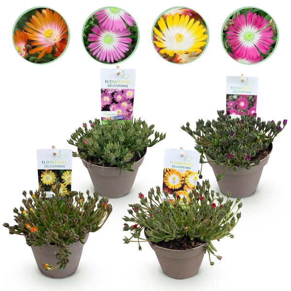 Mittagsblume ‚Jewel of Desert' – Delosperma – 4 Stück