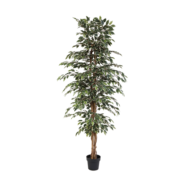 Kunstpflanze Birkenfeige panaschiert (Ficus benjamina Variegata)
