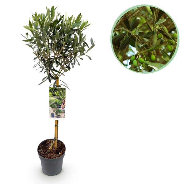 Olivenbaum Stämmchen – Olea europaea