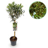 Olivenbaum Stämmchen – Olea europaea – Ø 19 cm · 90 cm, Stämmchen