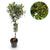 Olivenbaum Stämmchen – Olea europaea – Ø 19 cm · 90 cm, Stämmchen