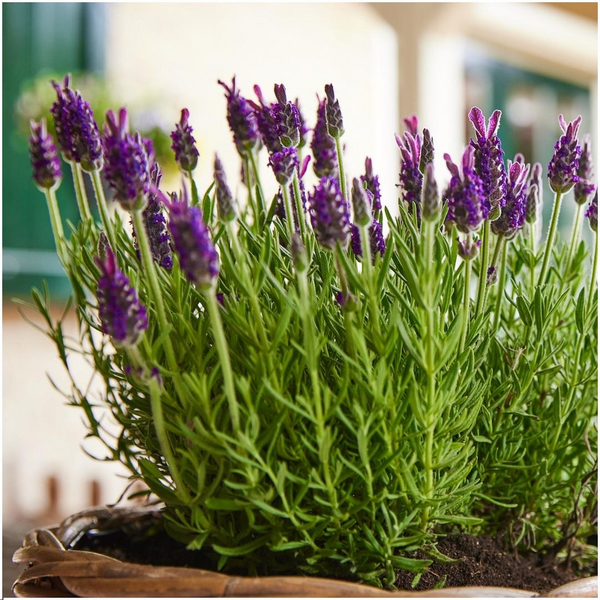 Schopflavendel ‚Anouk' – Lavandula stoechas – Ansicht 4