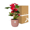 Flamingoblume – Anthurium andreanum – Ansicht 5