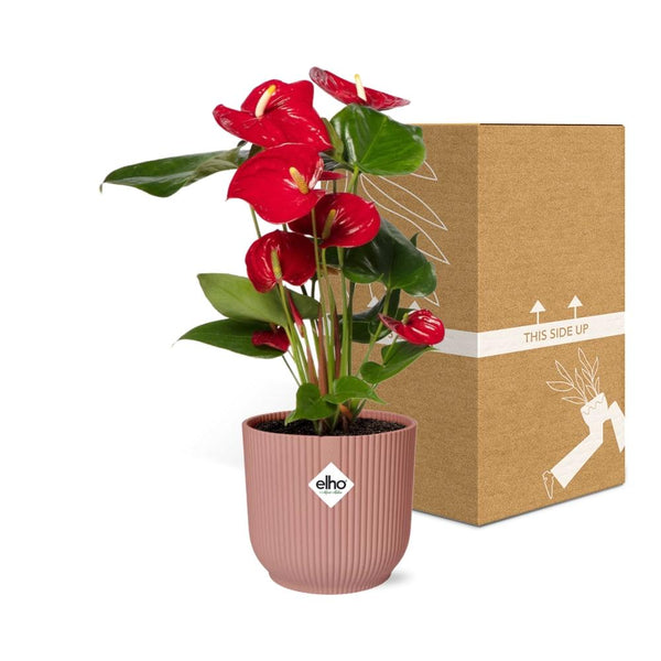 Flamingoblume – Anthurium andreanum – Ansicht 5
