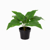 Kunstpflanze Philodendron ‚Imperial Green'