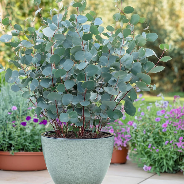 Eukalyptus – Eucalyptus gunnii – Ansicht 4