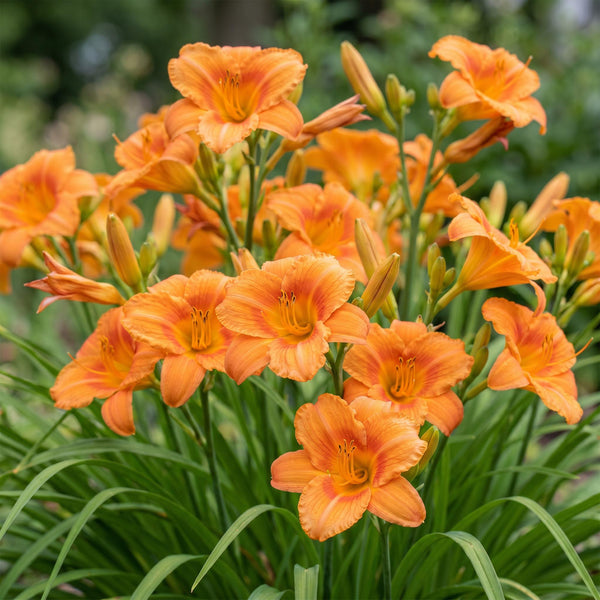 Taglilie ‚Mauna Loa' – Hemerocallis – Ansicht 5