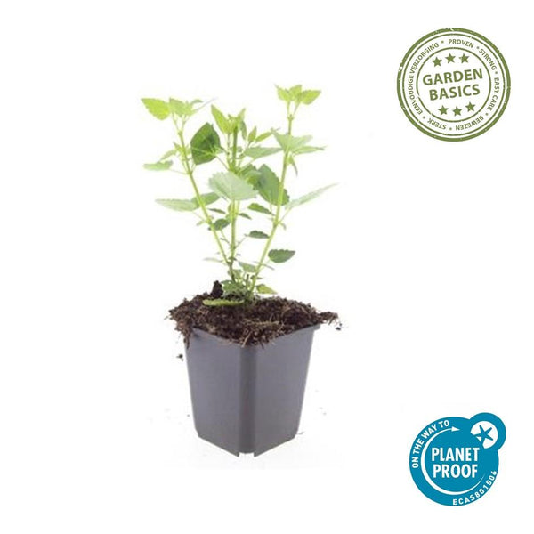 Duftnessel ‚Blue Fortune' – Agastache – Ansicht 4