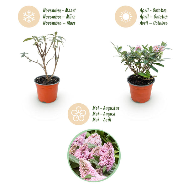 Schmetterlingsflieder ‚Butterfly Candy Little Pink' – Buddleja davidii – Ansicht 4