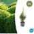 Buchsbaum – Buxus sempervirens – Ø 9 cm · 10–25 cm, 6 Stück