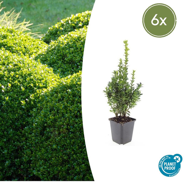 Buchsbaum – Buxus sempervirens – Ø 9 cm · 10–25 cm, 6 Stück