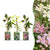 Bergwaldrebe Tricolour – Clematis montana – 3 Stück