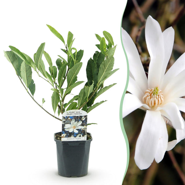 Sternmagnolie – Magnolia stellata