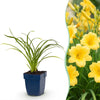 Taglilie ‚Stella d'Oro' – Hemerocallis – 1 Stück