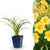 Taglilie ‚Stella d'Oro' – Hemerocallis – 1 Stück