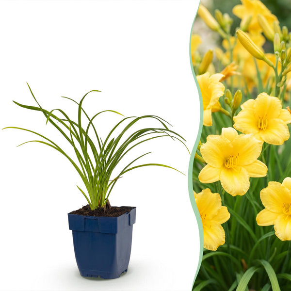 Taglilie ‚Stella d'Oro' – Hemerocallis – 1 Stück