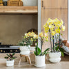 Schmetterlingsorchidee ‚Blossom Lima' – Phalaenopsis – Ansicht 6