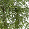 Fiederaralie – Polyscias fruticosa – Ansicht 3