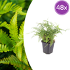 Borstiger Schildfarn ‚Herrenhausen' – Polystichum setiferum