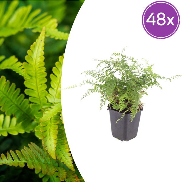 Borstiger Schildfarn ‚Herrenhausen' – Polystichum setiferum
