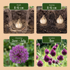 Kugelköpfiger Lauch – Allium sphaerocephalon – Ansicht 4