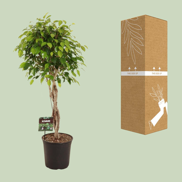 Birkenfeige ‚Exotica' – Ficus benjamina – Ansicht 3