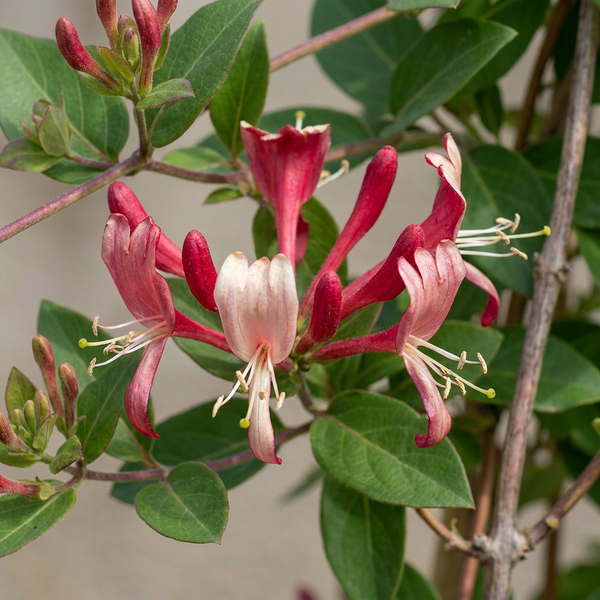 Japanisches Geißblatt ‚Red World' – Lonicera japonica – Ansicht 3
