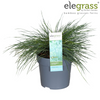 Blauschwingel ‚Azurit' – Festuca glauca – Ansicht 11