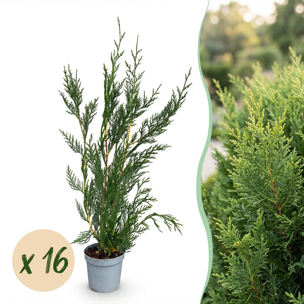 Leylandzypresse ‚2011' – Cupressocyparis leylandii – 16 Stück