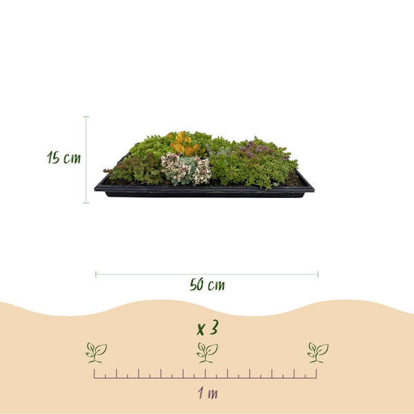 Bodendecker-Set „Sedummatte“ – 10 Sedum-Sorten – Ansicht 3