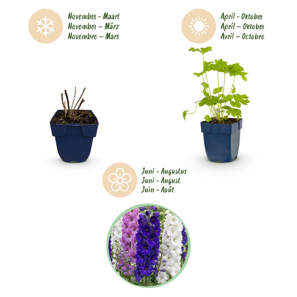 Rittersporn ‚Black Knight' – Delphinium x cultorum – Ansicht 4