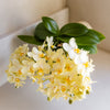 Schmetterlingsorchidee ‚Botanic Yellow' – Phalaenopsis – Ansicht 2