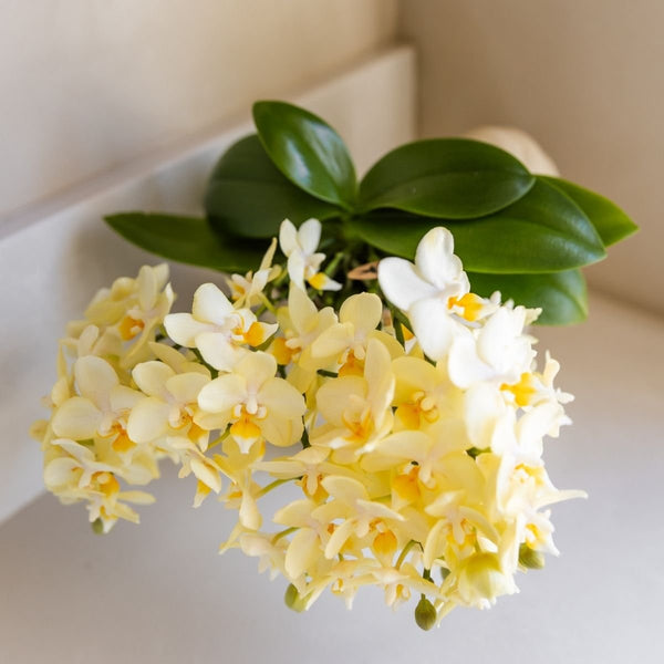 Schmetterlingsorchidee ‚Botanic Yellow' – Phalaenopsis – Ansicht 2