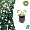 Herbst-Anemone ‚Robustissima' – Anemone tomentosa – 6 Stück