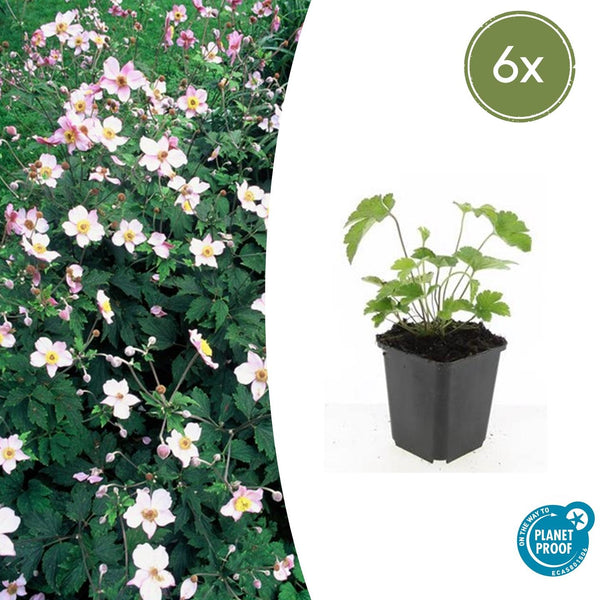 Herbst-Anemone ‚Robustissima' – Anemone tomentosa – 6 Stück