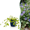 Großes Immergrün ‚Variegata' – Vinca major – 1 Stück