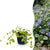 Großes Immergrün ‚Variegata' – Vinca major – 1 Stück
