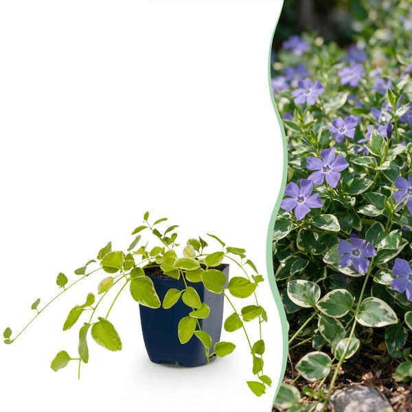 Großes Immergrün ‚Variegata' – Vinca major – 1 Stück