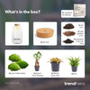 Flaschengarten-Set „Sven XL" – DIY-Terrarium mit Bonsai und Beleuchtung – Ansicht 4