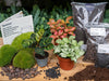 Flaschengarten-Set „Calathea makoyana“ – Nachfüll- und Starterpaket 2