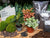 Flaschengarten-Set „Calathea makoyana“ – Nachfüll- und Starterpaket 2