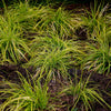 Japan-Segge ‚Everillo' – Carex oshimensis – Ansicht 5