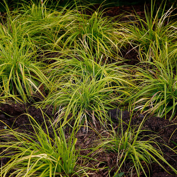 Japan-Segge ‚Everillo' – Carex oshimensis – Ansicht 5