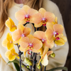 Schmetterlingsorchidee ‚Niagara Falls' – Phalaenopsis – Ansicht 3